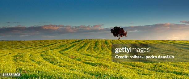 lonely tree - rolhas stockfoto's en -beelden