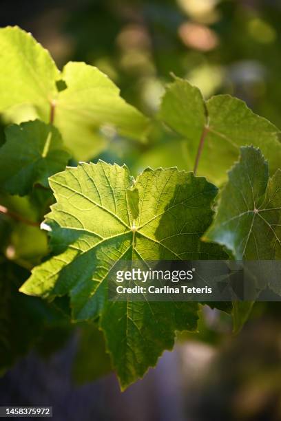sun shining through grape leaves - okanagan vineyard stock pictures, royalty-free photos & images
