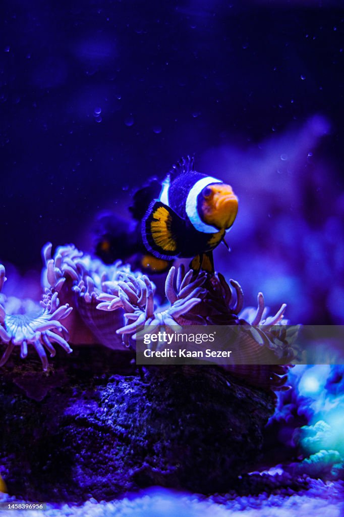 Clownfish and Sea Anemones