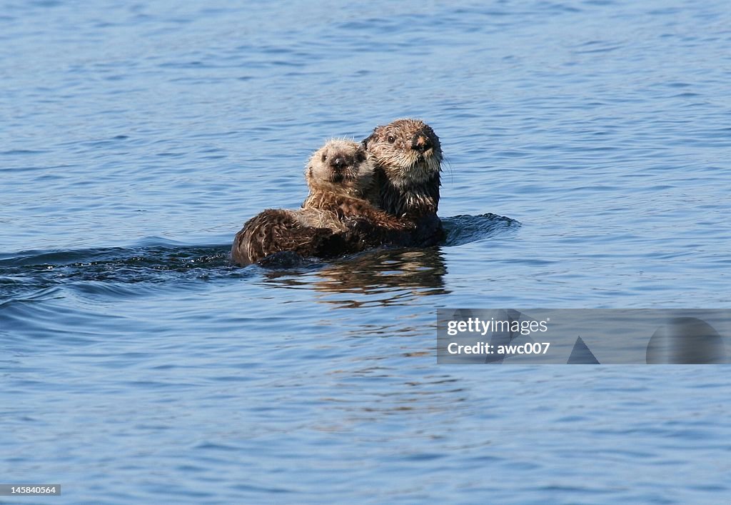 Sea otter and baby lounging in the blue Alaska waters