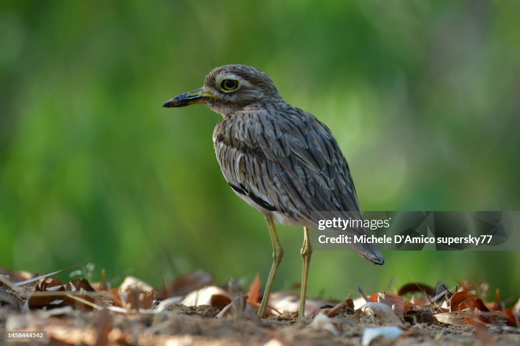 Senegal thick-knee (Burhinus senegalensis)