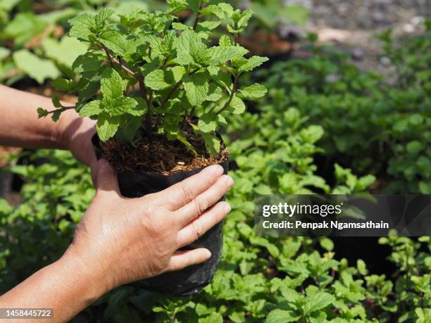 hand holding a black plastic bag that grows a mint plant - lemon mint stock pictures, royalty-free photos & images