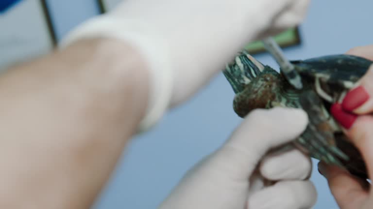 Turtle Injection 277 Nurse Filling Syringe Stock Videos, Footage, & 4K Video Clips ...