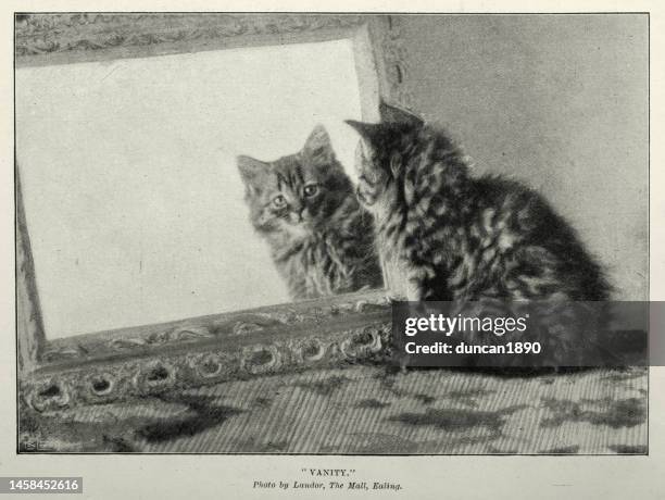vintage photograph of cat looking in a mirror, vanity, victorian cats, 1897, 19th century - vanity stock illustrations