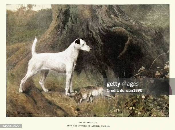 ilustraciones, imágenes clip art, dibujos animados e iconos de stock de dame fortune por arthur wardle, perro fox terrier liso de pie sobre un conejo muerto, arte victoriano - caza