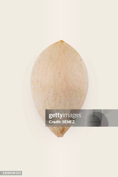 ginkgo nuts, ginkgo seed - cáscara de nuez fotografías e imágenes de stock