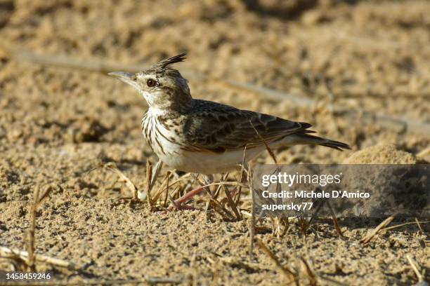 crested lark (galerida cristata) - galerida cristata stock pictures, royalty-free photos & images