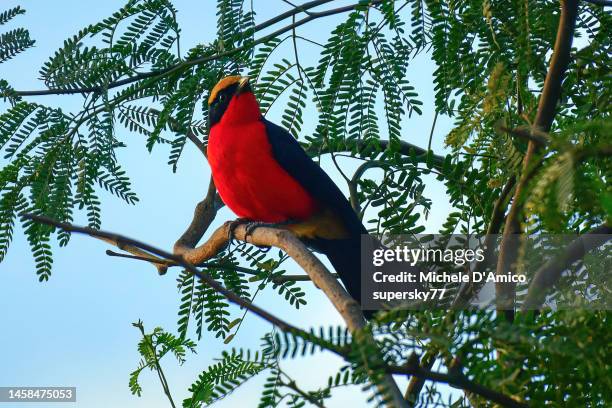 yellow-crowned gonolek (laniarius barbarus) - st louis stock pictures, royalty-free photos & images