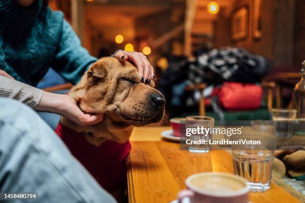 due amiche che si siedono in un bar e accarezzano un cane - shar pei foto e immagini stock