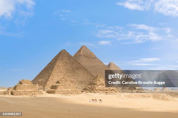 man walking with camels at the pyramids of giza, giza necropolis, egypt - piramidevorm stockfoto's en -beelden