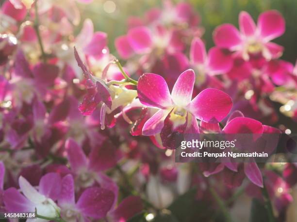 pink, purple orchids dendrobium lindley, orchidaceae, dendrobium phalaenopsis beautiful bouquet on blurred of nature background - orchids of asia - fotografias e filmes do acervo