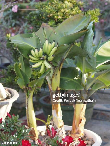 banana tree - banana tree stock pictures, royalty-free photos & images