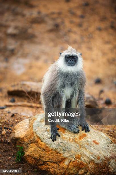 gray langur monkey in the wild of sri lanka - hanuman stock pictures, royalty-free photos & images