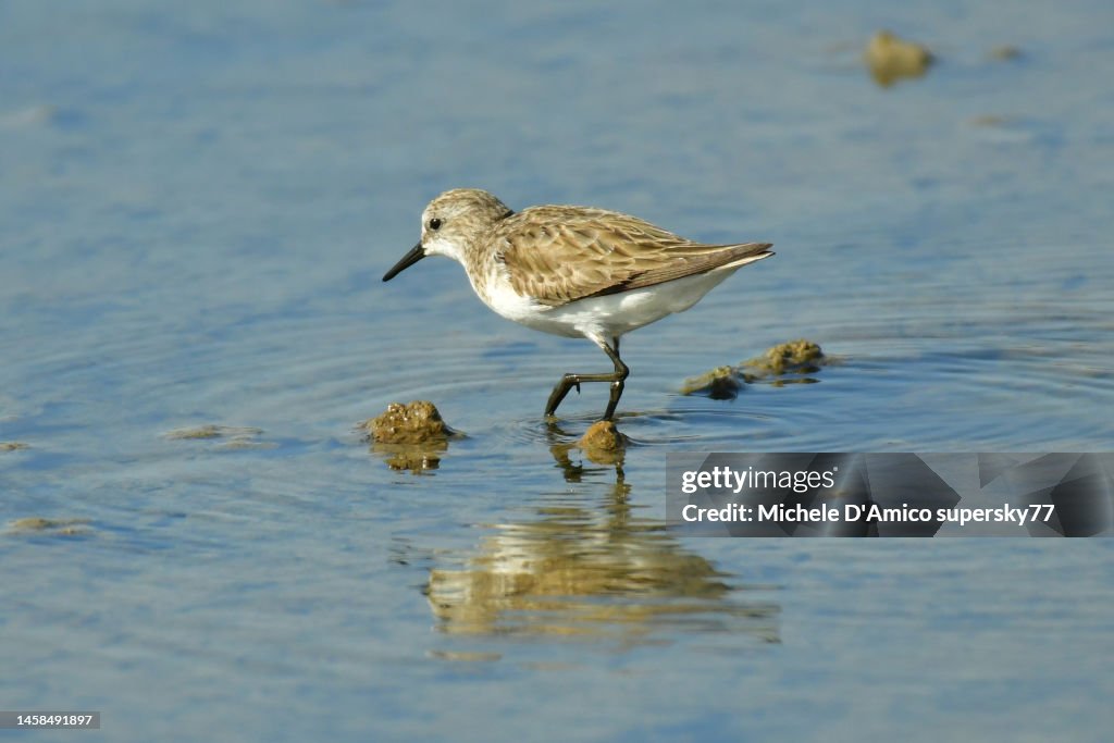 Little Stint (Calidris minuta)