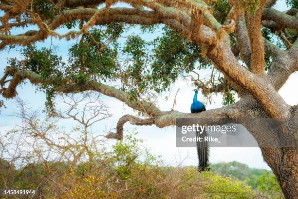 beautiful peacock on the tree in sri lanka - peacock stock pictures, royalty-free photos & images