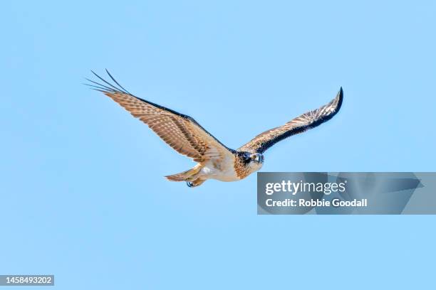 osprey in flight - talon stock pictures, royalty-free photos & images