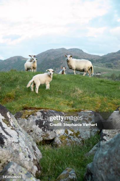 sheeps on top of a mountain - extreme terrain stock pictures, royalty-free photos & images