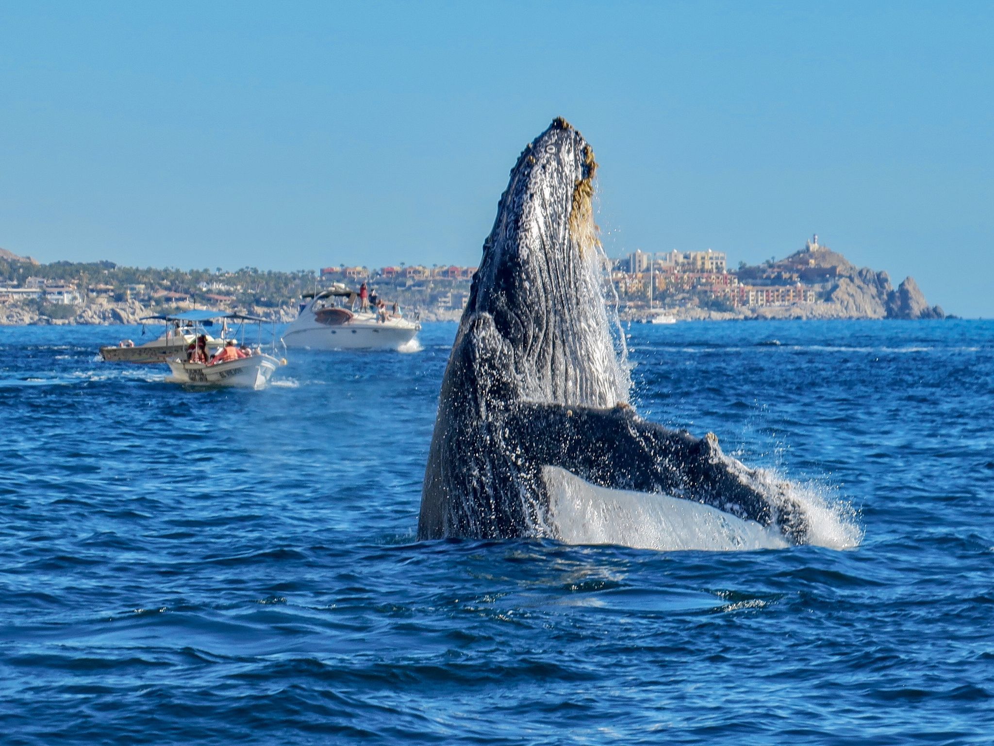 marine life los cabos