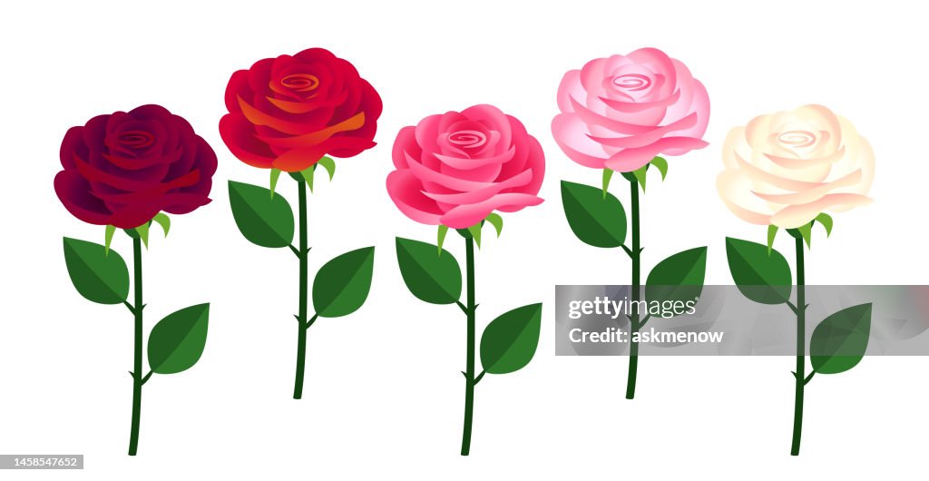Five Colorful Roses In A Row High-Res Vector Graphic - Getty Images