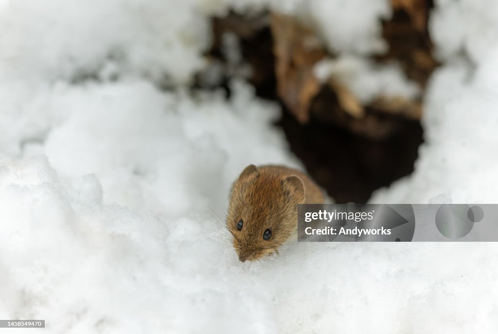 Cute bank vole (Myodes glareolus)