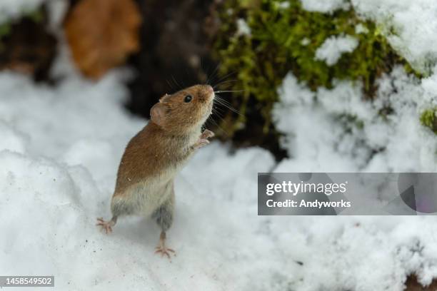 cute bank vole (myodes glareolus) in winter - hantavirus stock pictures, royalty-free photos & images