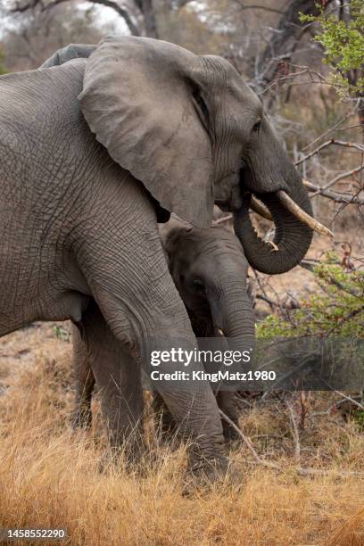 elephant - kruger national park stockfoto's en -beelden