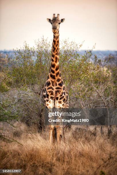 giraffe - kruger national park stockfoto's en -beelden