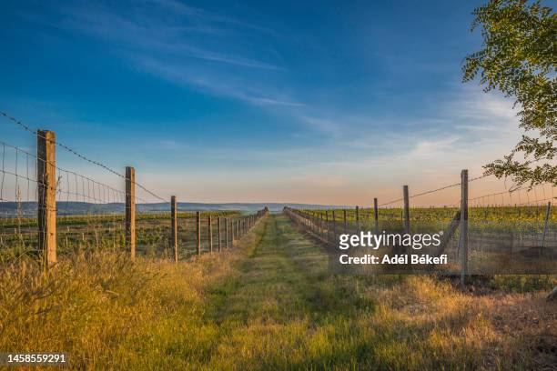 vineyard rows at sunset in hungary - hungary countryside stock pictures, royalty-free photos & images