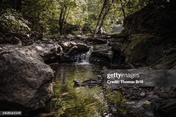 creek pond - clair obscur stockfoto's en -beelden