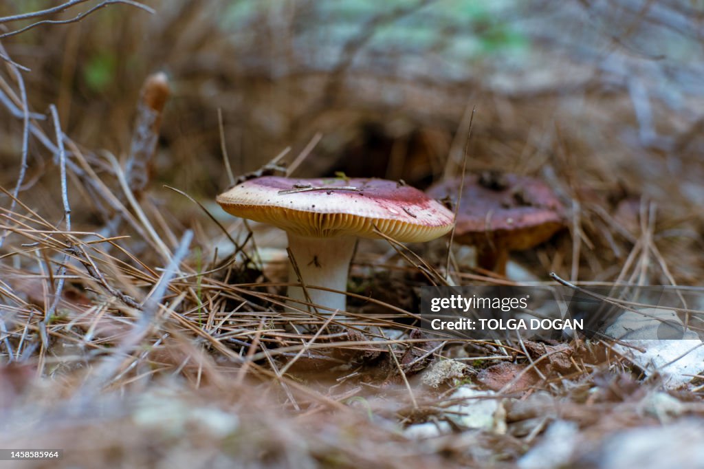 Mushrooms