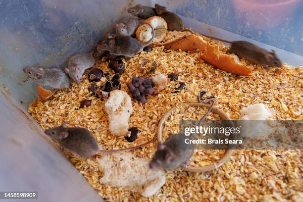Lab Mice Photos and Premium High Res Pictures - Getty Images