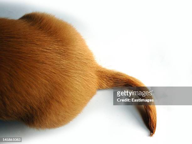 tail of dog - schwanz stock-fotos und bilder