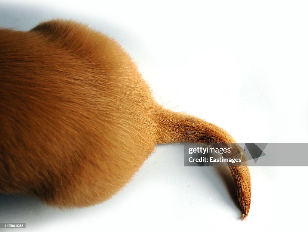 Tail of dog