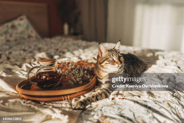 black cat with cup of tea on bed - cosy autumn stock pictures, royalty-free photos & images