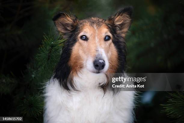 portrait of a long-haired scottish shepherd (rough collie) dog - anita stock pictures, royalty-free photos & images