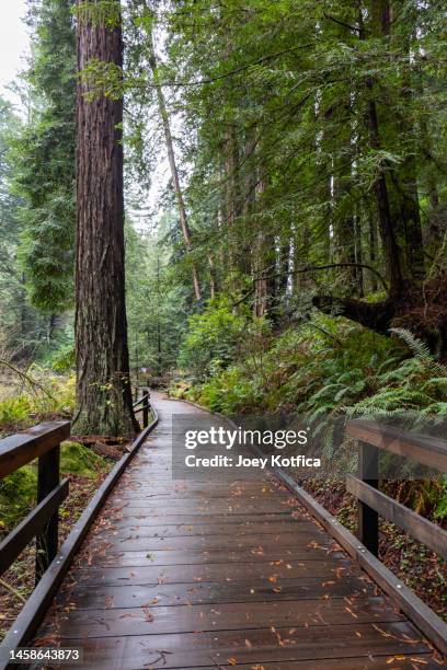 boardwalk path in muir woods national monument, mill valley, california - national forest imagens e fotografias de stock