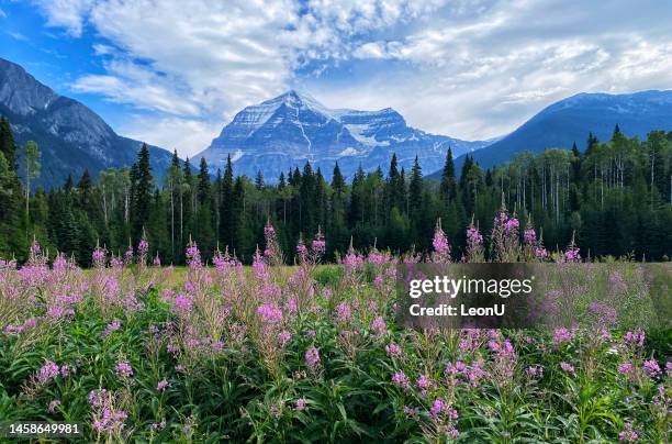 mount robson provincial park, bc, canada - wildflower stock pictures, royalty-free photos & images