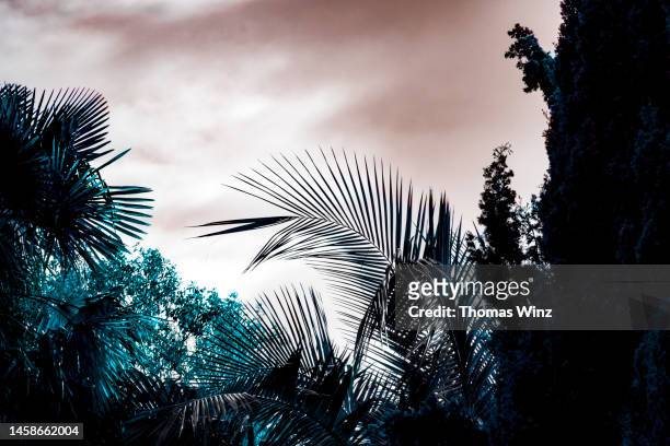 palm leaf against  a moody sky - low angle view of silhouette palm trees against sky stock-fotos und bilder