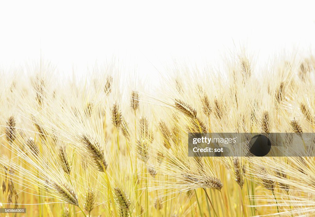 Close-up of barley in field