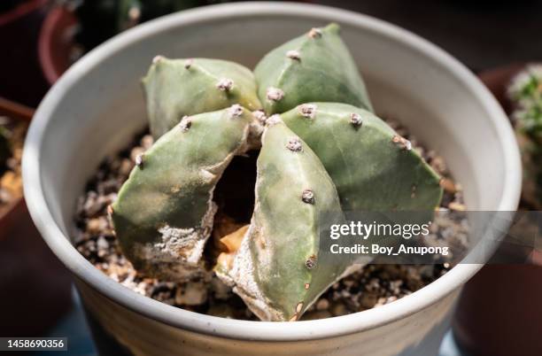 close up of dead astrophytum myriostigma cactus explode from inside caused of rotting. - dying houseplant stock pictures, royalty-free photos & images