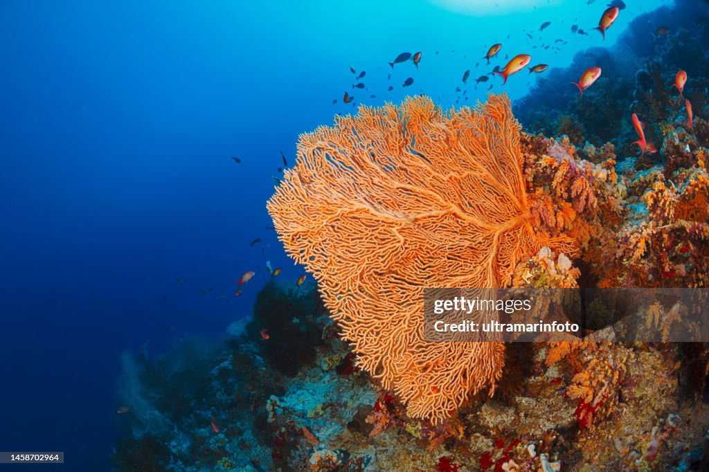 Scuba diving at Coral reef Subergorgia hicksoni - Hickon giant seafan Orange hard coral, gorgonian Sea life Scuba Diver Point of View