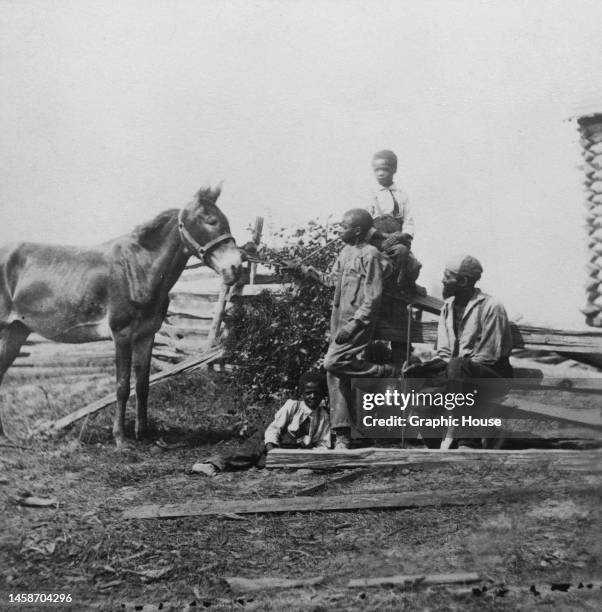 Group of men and boys with a mule, with the original caption reading 'All the live stock left on Mr Gill's plantation after the battle of...