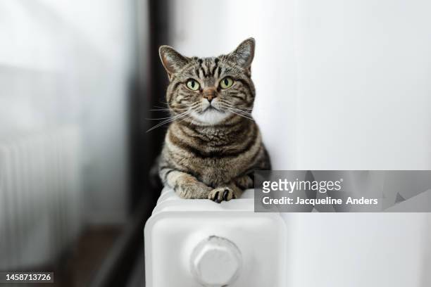 british shorthair cat loves to lie on an old radiator heater behind the curtain to warm up - heizungsanlage stock-fotos und bilder