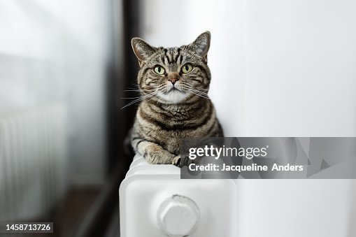 British Shorthair cat loves to lie on an old radiator heater behind the curtain to warm up