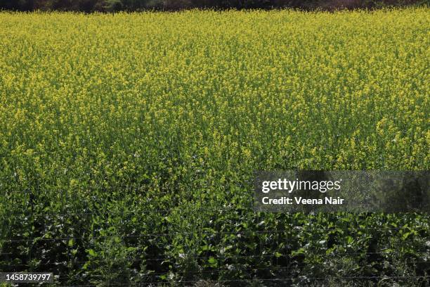 mustard field/spring season/vasant panchami/gujarat/india - saraswati puja stock pictures, royalty-free photos & images