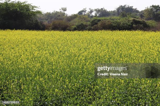 mustard field/spring season/vasant panchami/gujarat/india - saraswati puja stock pictures, royalty-free photos & images