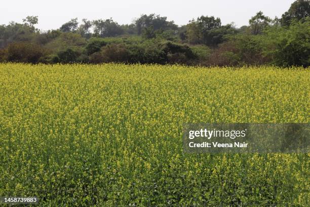 mustard field/spring season/vasant panchami/gujarat/india - saraswati puja stock pictures, royalty-free photos & images