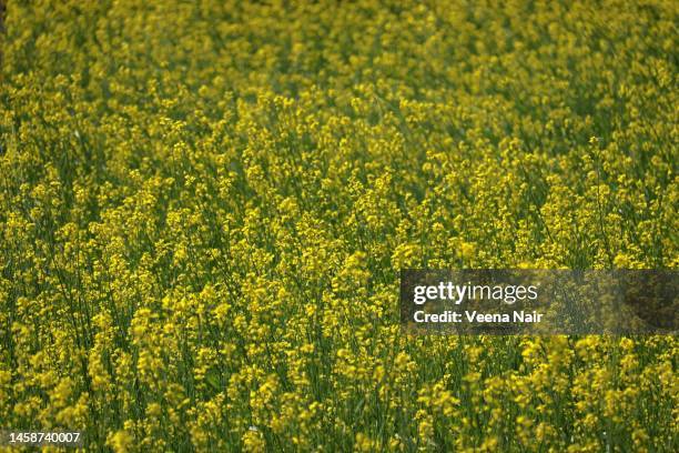 mustard field/spring season/vasant panchami/gujarat/india - saraswati puja stock pictures, royalty-free photos & images