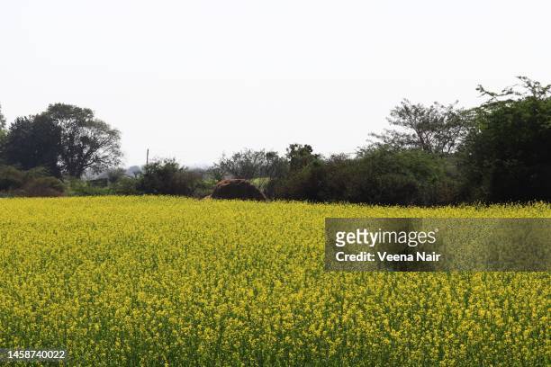 mustard field/spring season/vasant panchami/gujarat/india - saraswati puja stock pictures, royalty-free photos & images