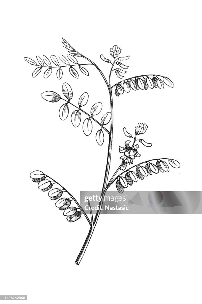 True indigo (Indigofera tinctoria)